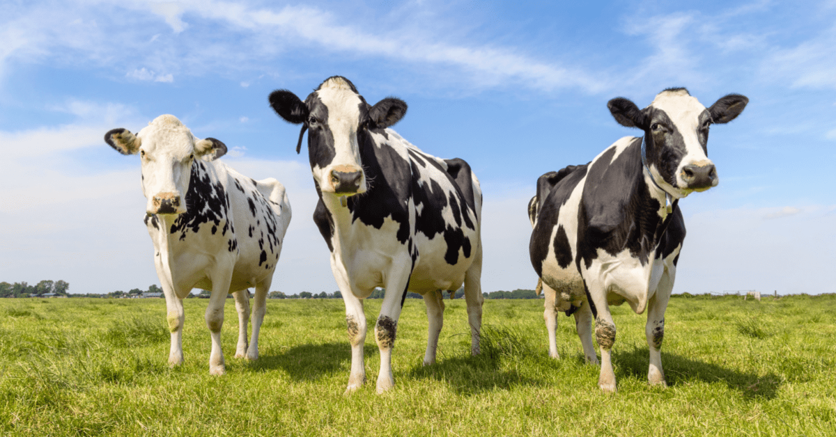 Disrupting dairy: Precision Fermentation's first major food market