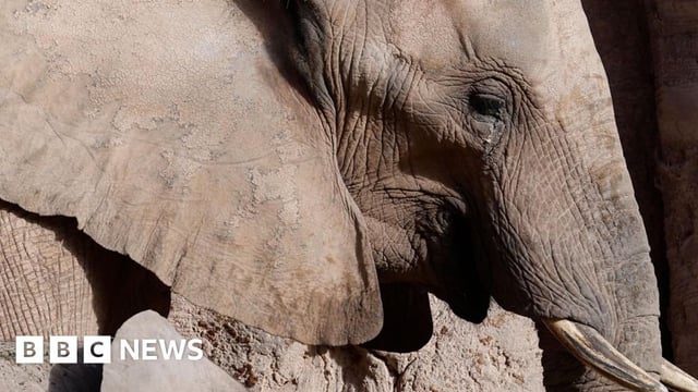 Elephants are not people, US court rules