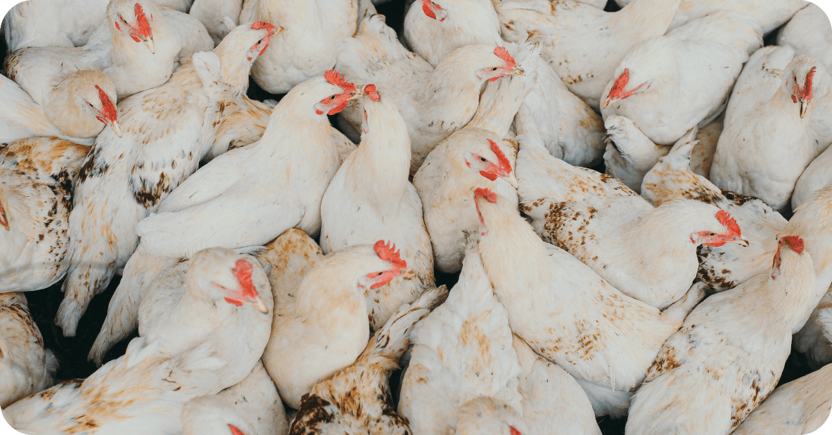 Bird Flu's Breeding Grounds: the path to a safer food future
