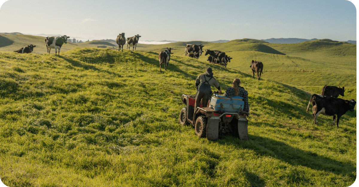 Meat and dairy exports: It's time to rethink New Zealand’s brand
