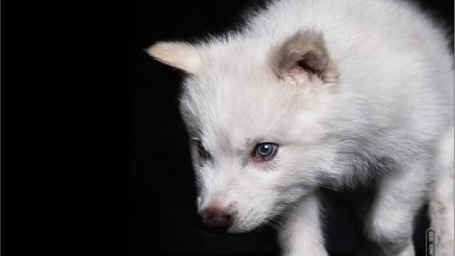 De-extinction company announces that the dire wolf is back
